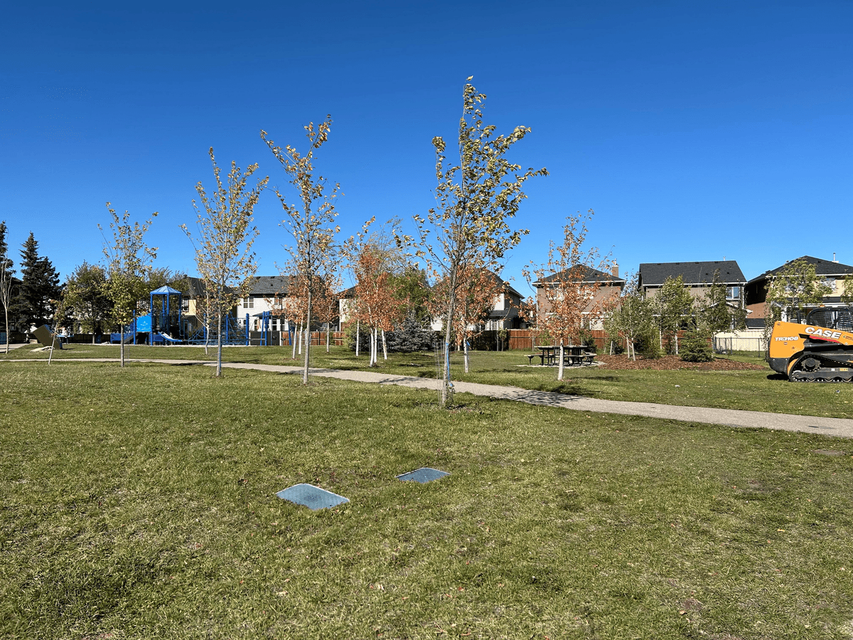 Tree planting: Saddlecrest Park